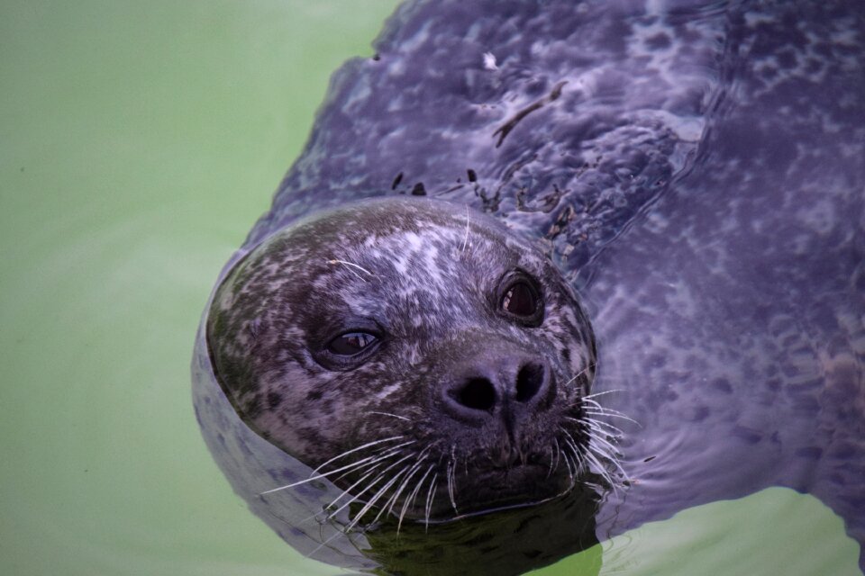 Water zoo klaipeda