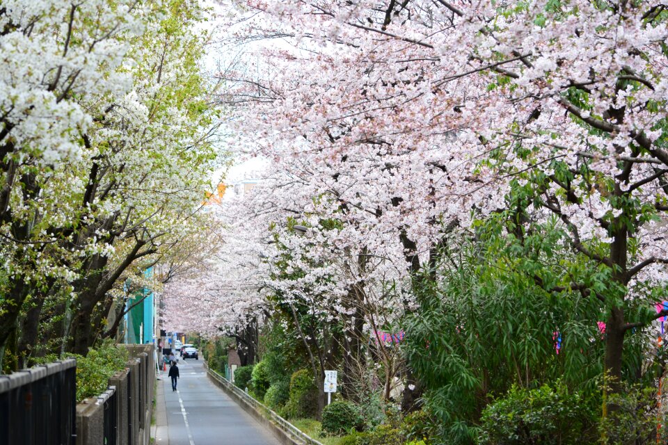 Cherry blossom full open trail