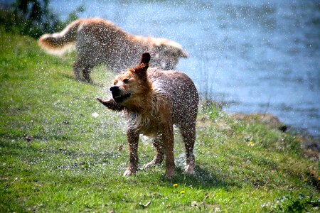 Lawn animal fauna photo