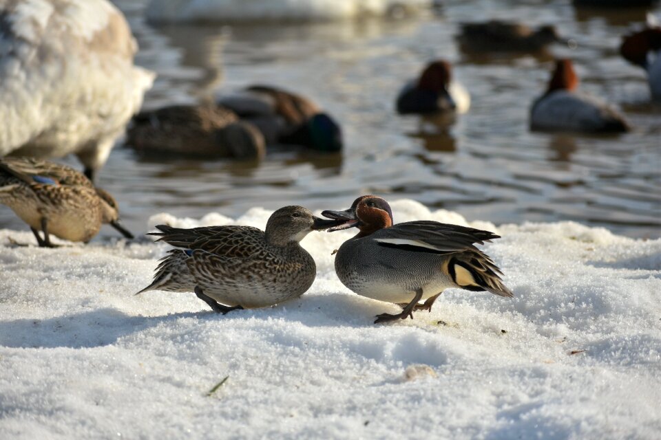 Bird wild birds waterfowl