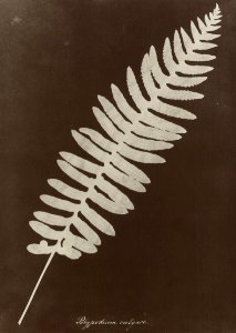 Atkins, Anna - »Polypodium vulgare« (Zeno Fotografie)