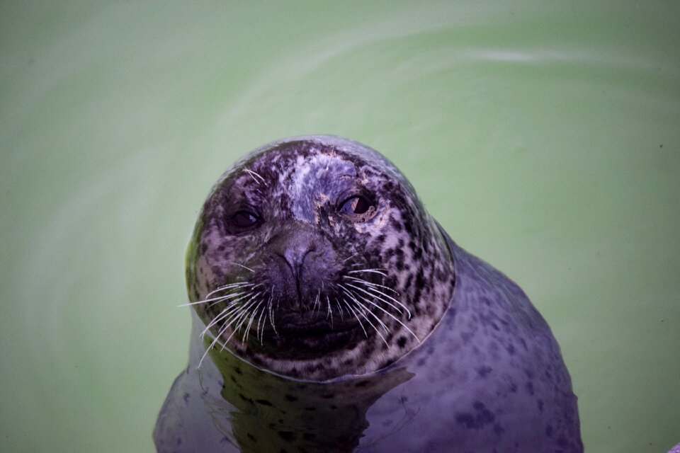 Water zoo klaipeda