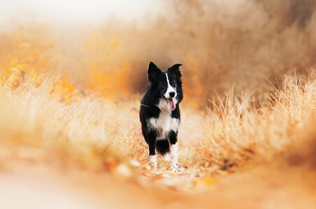 Animals living nature pet