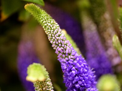Close up blue flower macro photo