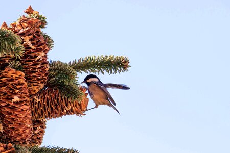 Fir tree seeds pine cones photo