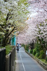 Cherry blossom full open trail