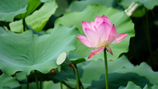 Aquatic plants pond leaf