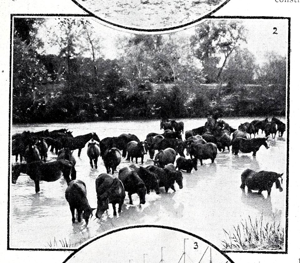 Baño del ganado en el Tajo, de Goñi, Blanco y Negro, 08-12-1906