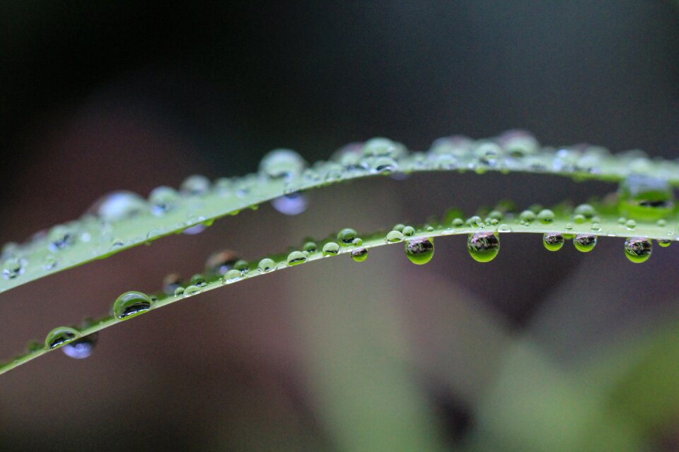 Nature water drop