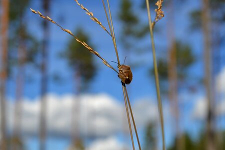 Lawn plant himmel