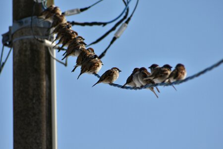 Electric cable bird wild birds photo