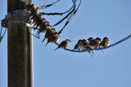 Electric cable bird wild birds