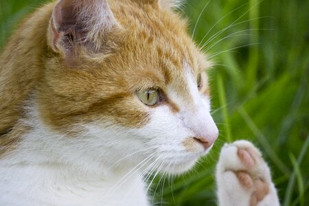 Cat cat greets cat in the grass