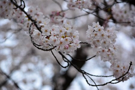 Cherry blossom full open in full bloom photo