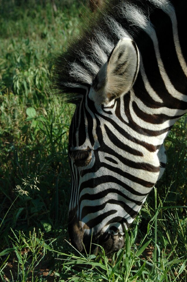 Mammal safari africa