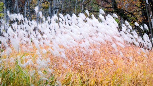 Fall grass clumps yellow