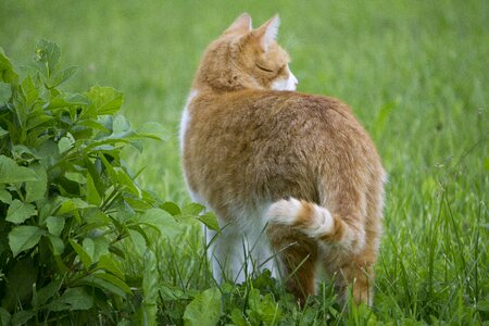 Cat from the back cat in the garden cat in the grass