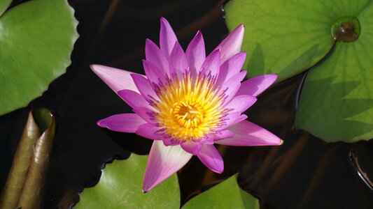 Aquatic plants plant water lilies photo