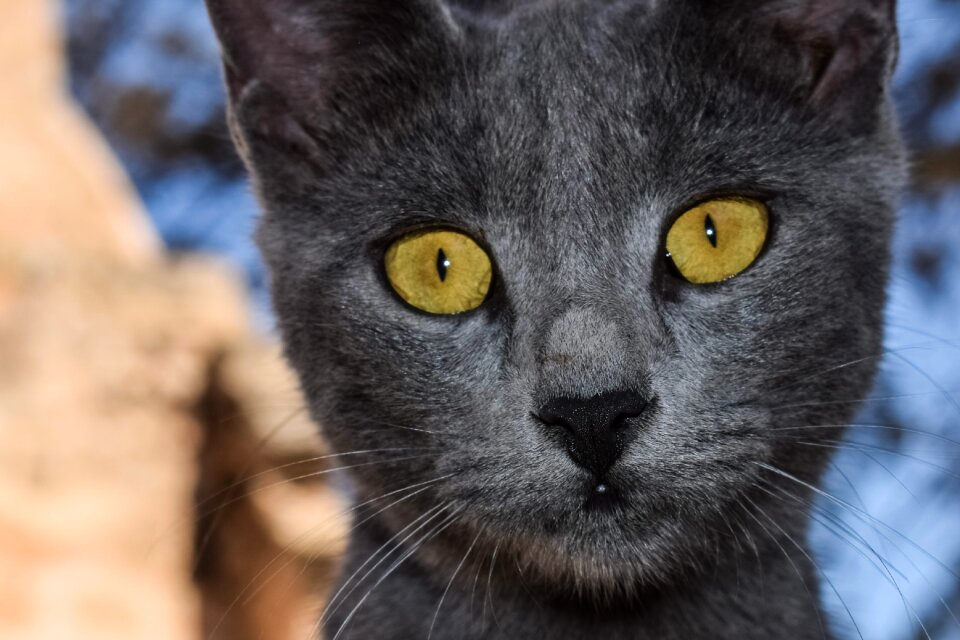 Looking animal curious