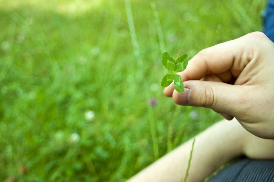 The environment leaf clover