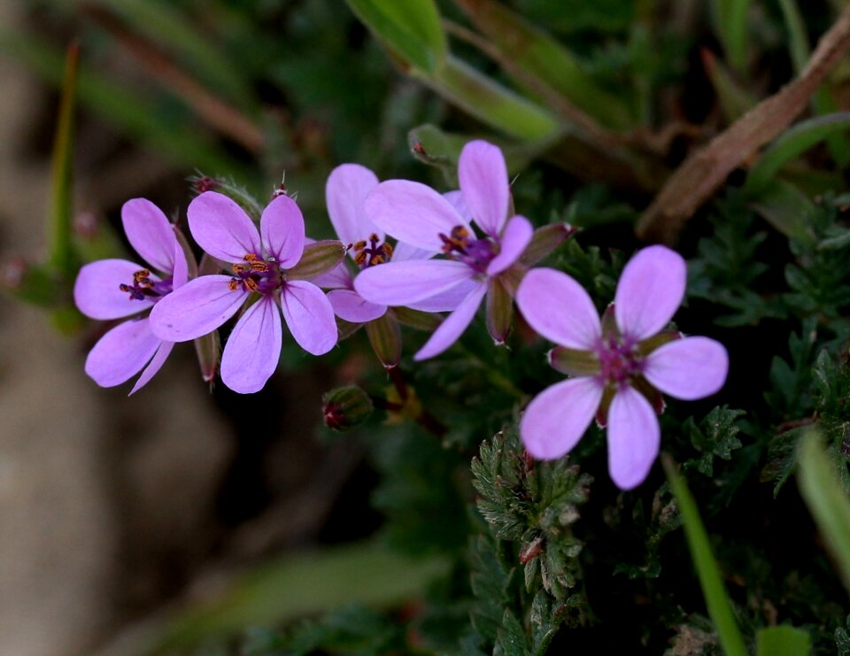 Small nature flourished