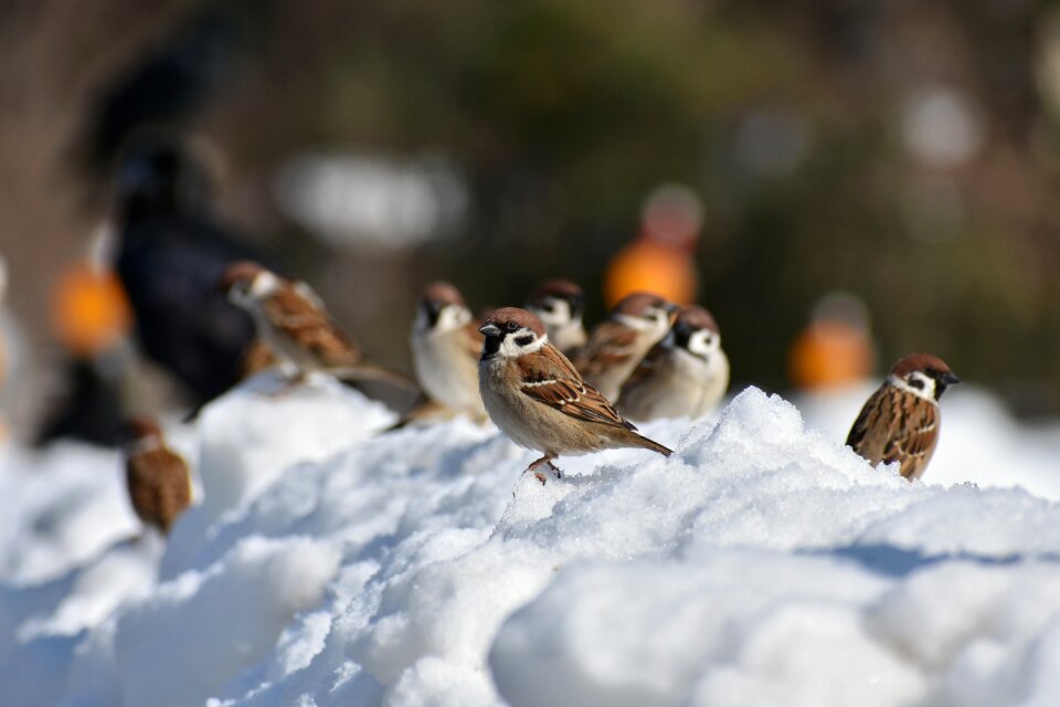 Little bird sparrow wild animal photo