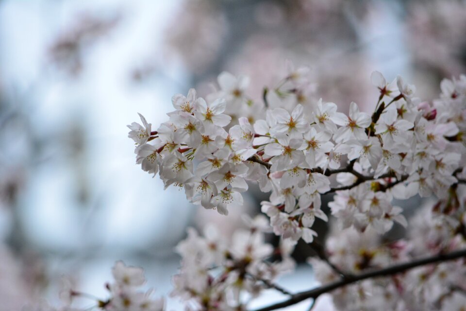 Cherry blossom full open in full bloom