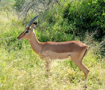 Safari nature wild