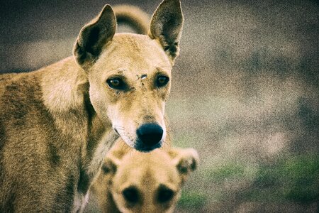 Puppy wildlife brown puppy photo