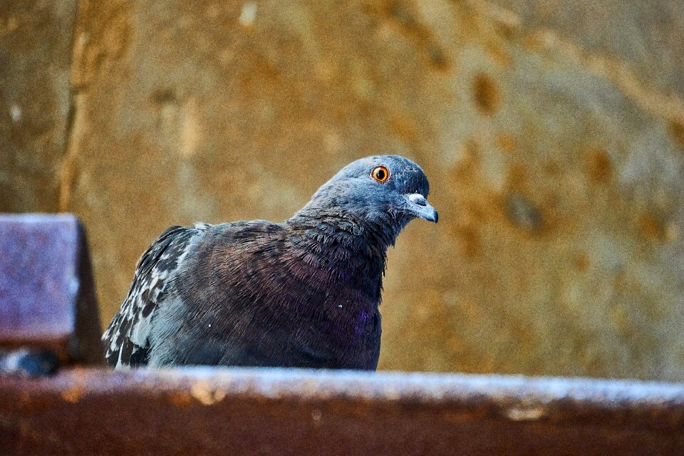 Gable bird plumage