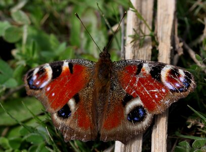 The eye of the peacock insecta wings