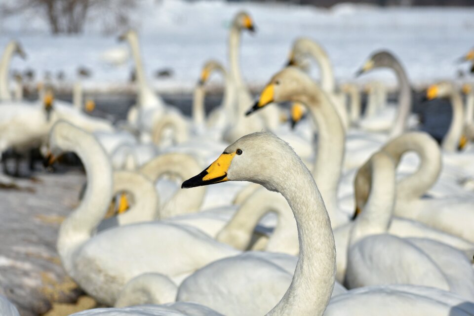 Bird wild birds waterfowl