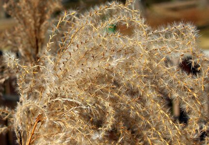 Dry plant texture