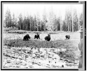 Bear at Lake Hotel LCCN90716544