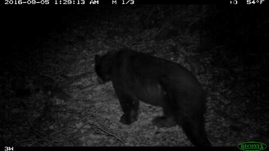 Bear in Malibu Creek State Park (31316376730)