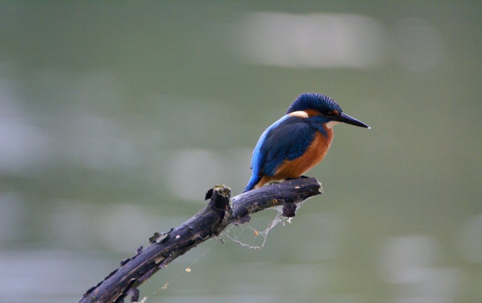 Bird kattesteertvijver fauna