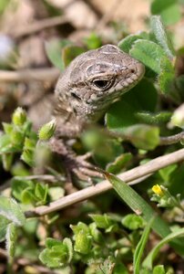 Reptile hidden grass