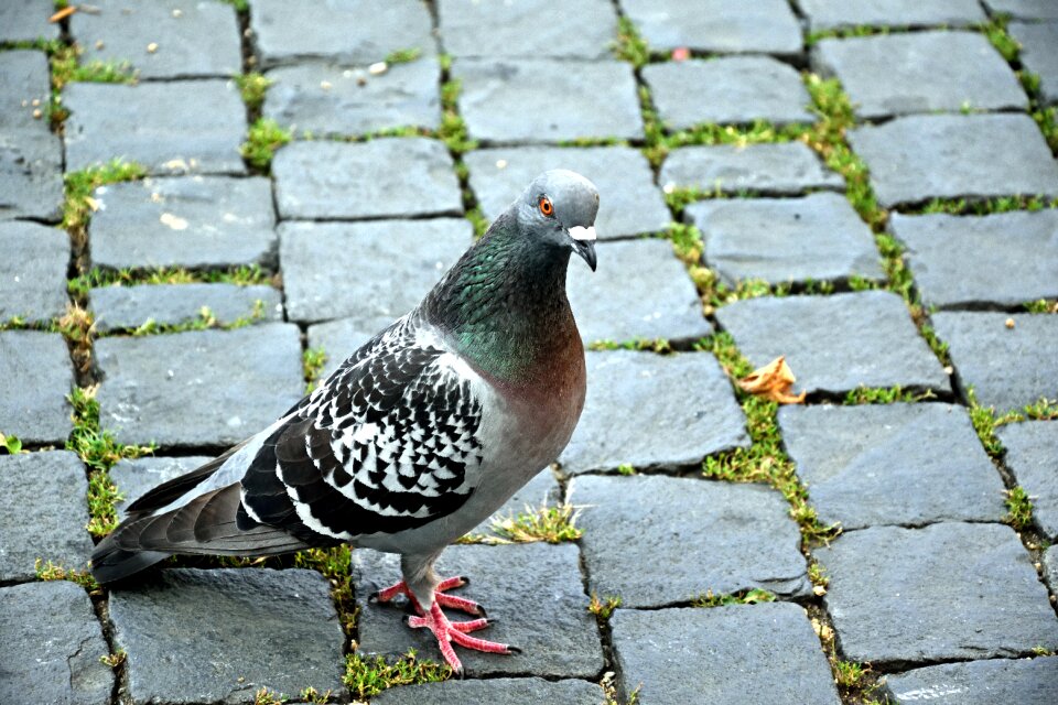 Bird close up street deaf