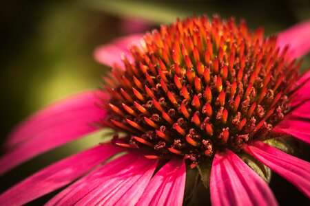 Summer no person flower