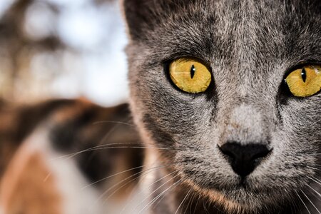 Looking animal curious