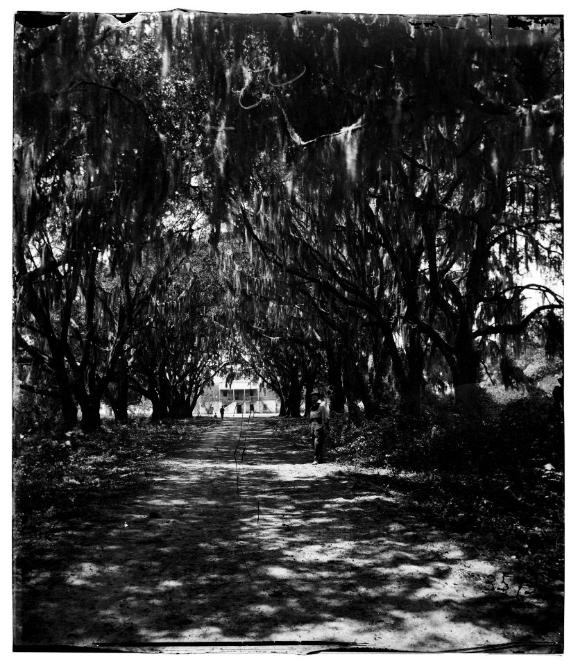 Beaufort, Port Royal Island, South Carolina. Live oak avenue Robert B. Rhett's plantation LOC cwpb.03291