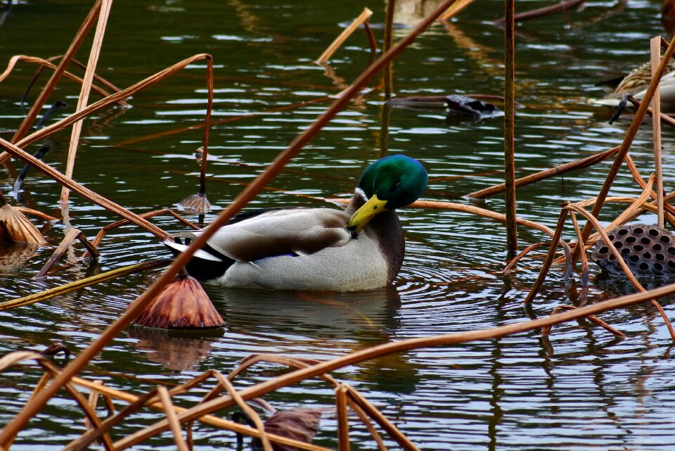 Waterside bird wild birds