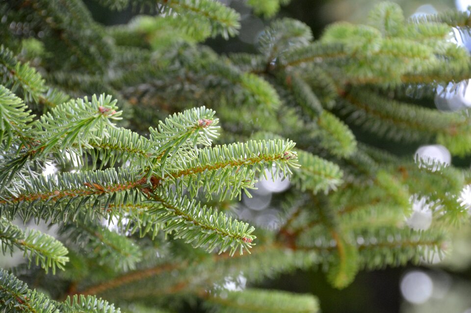 Tree christmas season