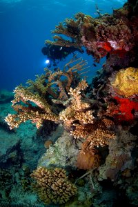 Beautiful Coral Reef at Anambas (7673656528) photo