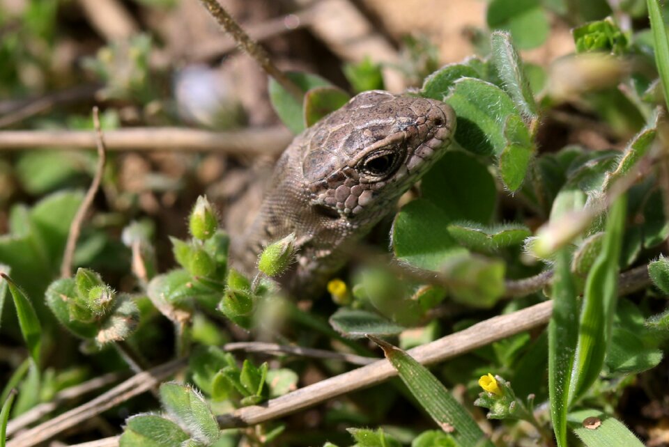 Reptile hidden grass