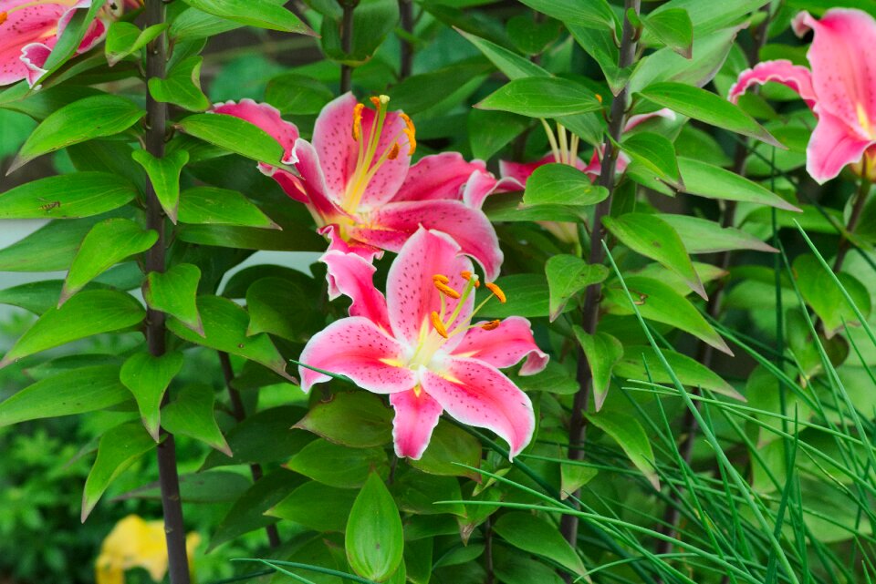 Pink lily bloom smells