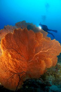 Beautiful Coral Reef at Anambas (7673585982)