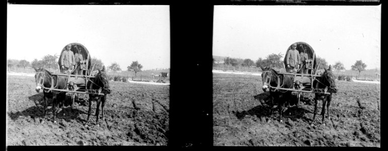 Beauzée (Meuse). Attelage landais - Fonds Berthelé - 49Fi745