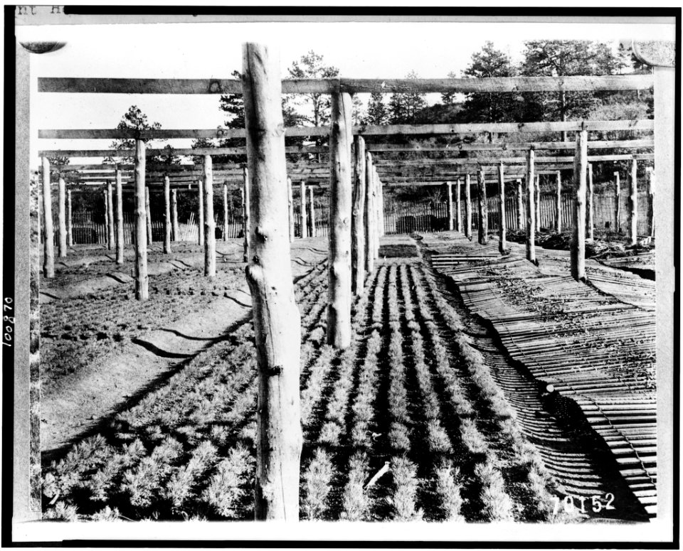Bed of one-year-old yellow pine trees, Mount Herman Nursery, Pike National Forest, El Paso County, Colorado LCCN90715253
