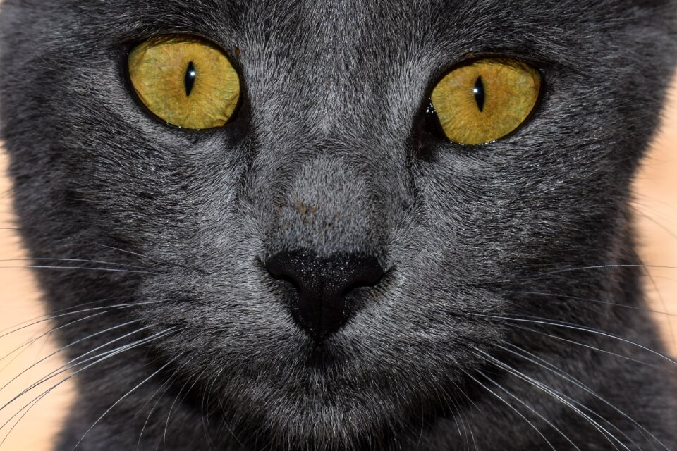 Looking animal curious
